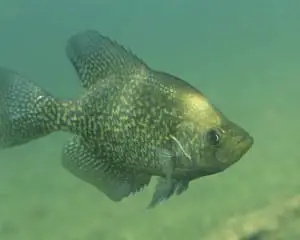 the crappie spawn - black crappie in water