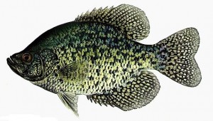 crappie 101: the black crappie