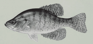 crappie 101: the white crappie