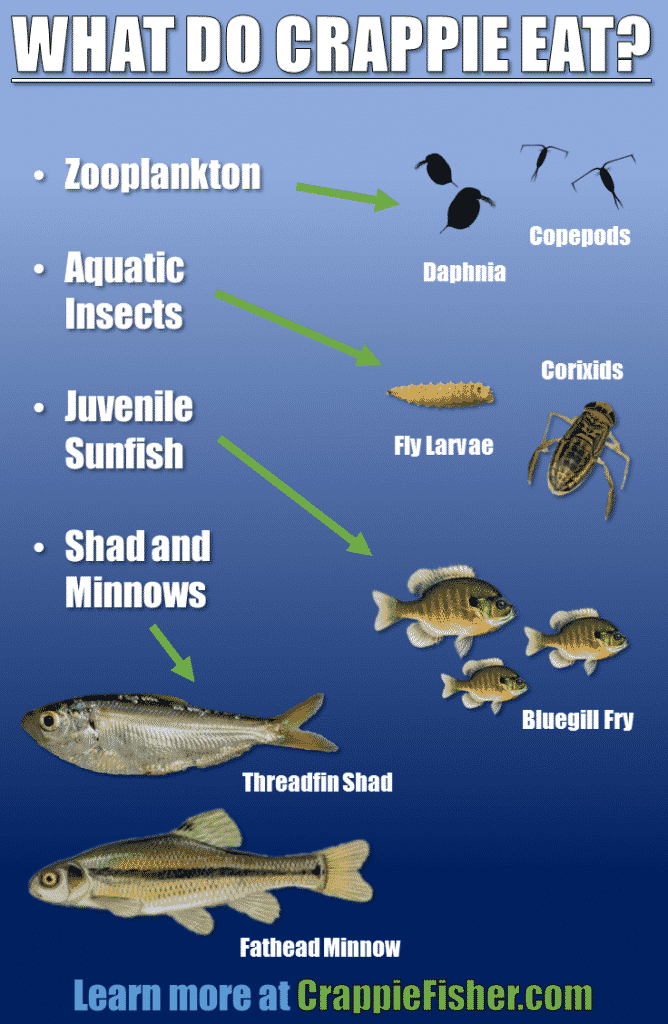 What Do Crappie Eat? Infographic