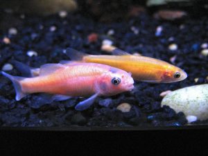 rosy red minnow