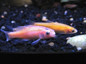 Rosy red minnow