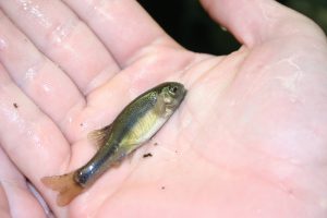 holding a fathead minnow