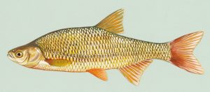 golden shiner minnow tekening