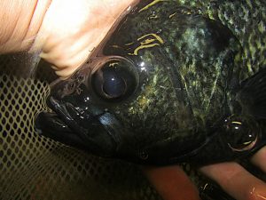 dark crappie during crappie spawn