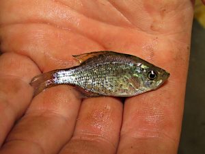 crappie fry after crappie spawn