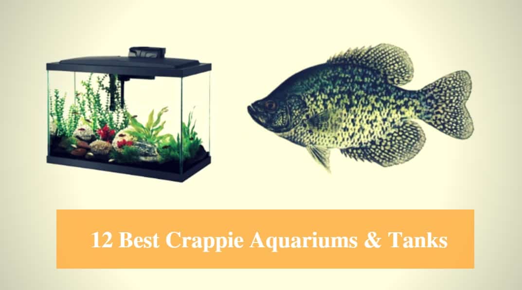 Best Crappie Aquarium & Best Crappie Fish Tank
