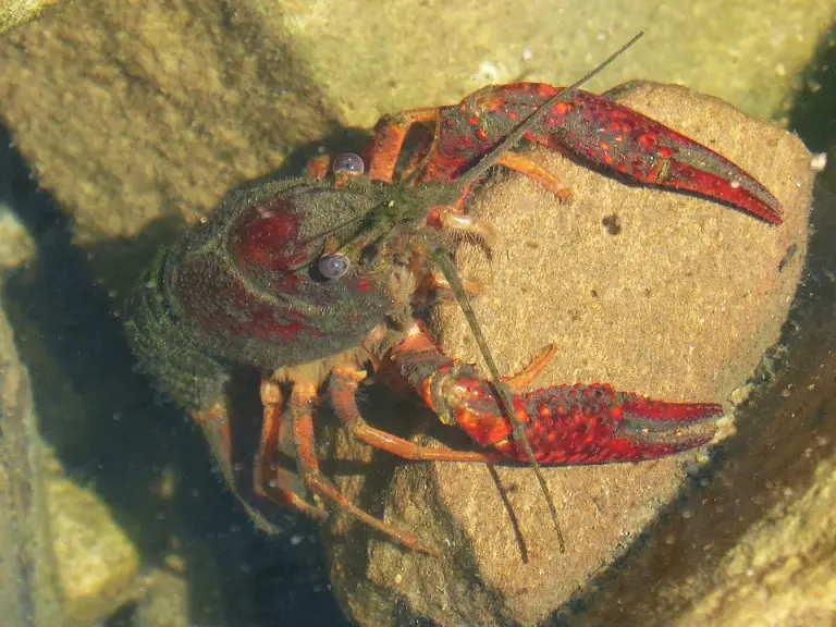 Crayfish