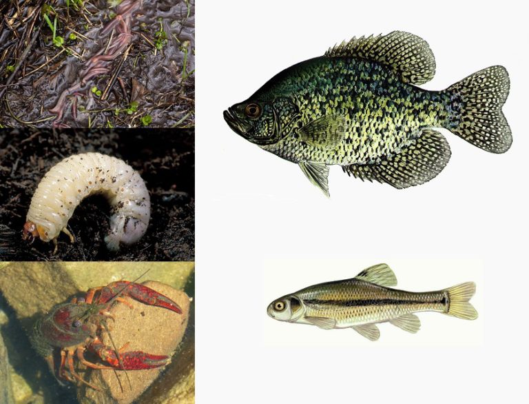 5 Crappie Live Bait Options to Land More Crappies