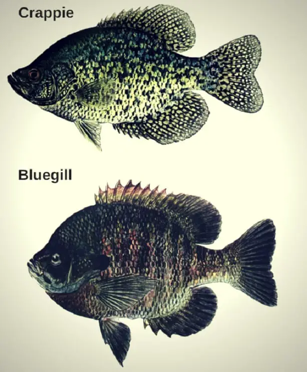 Difference Between Crappie And Bluegill