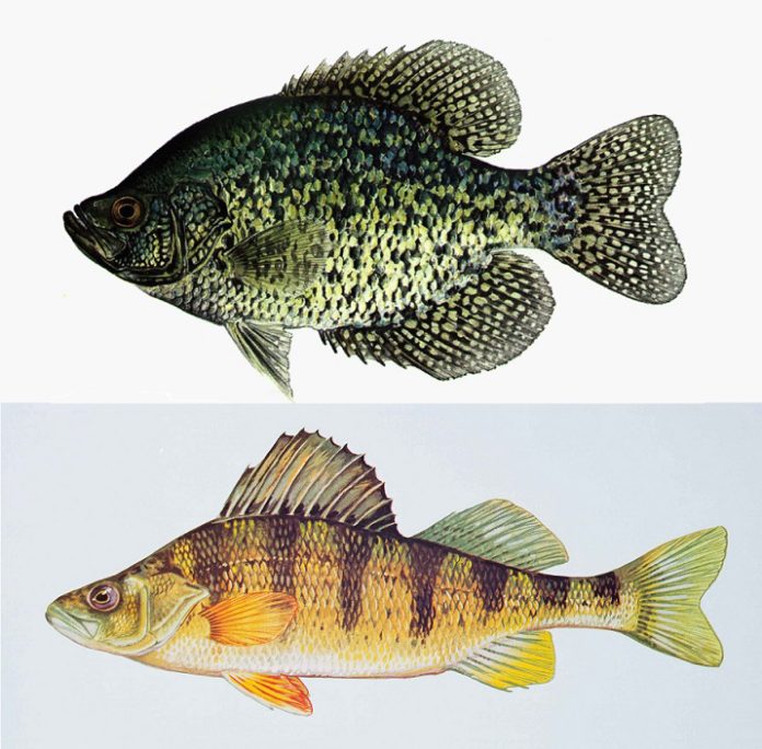 Crappie vs Perch (Differences between Crappie and Perch Fish)