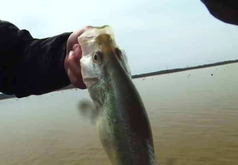 Slab Crappie