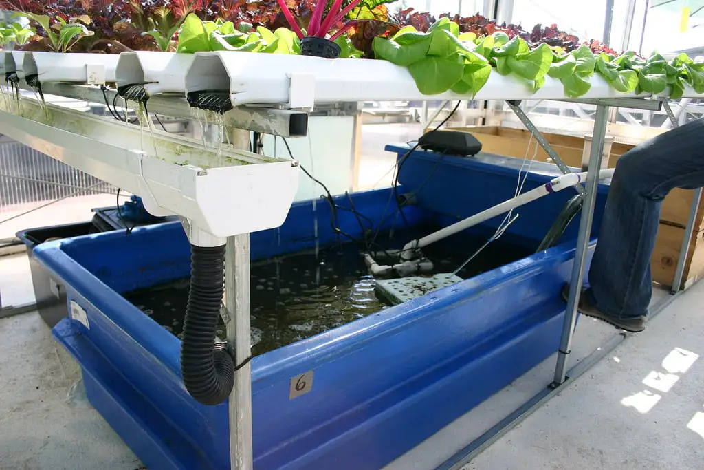 Crappie Aquaponics Brilliant Aquaculture System Designed