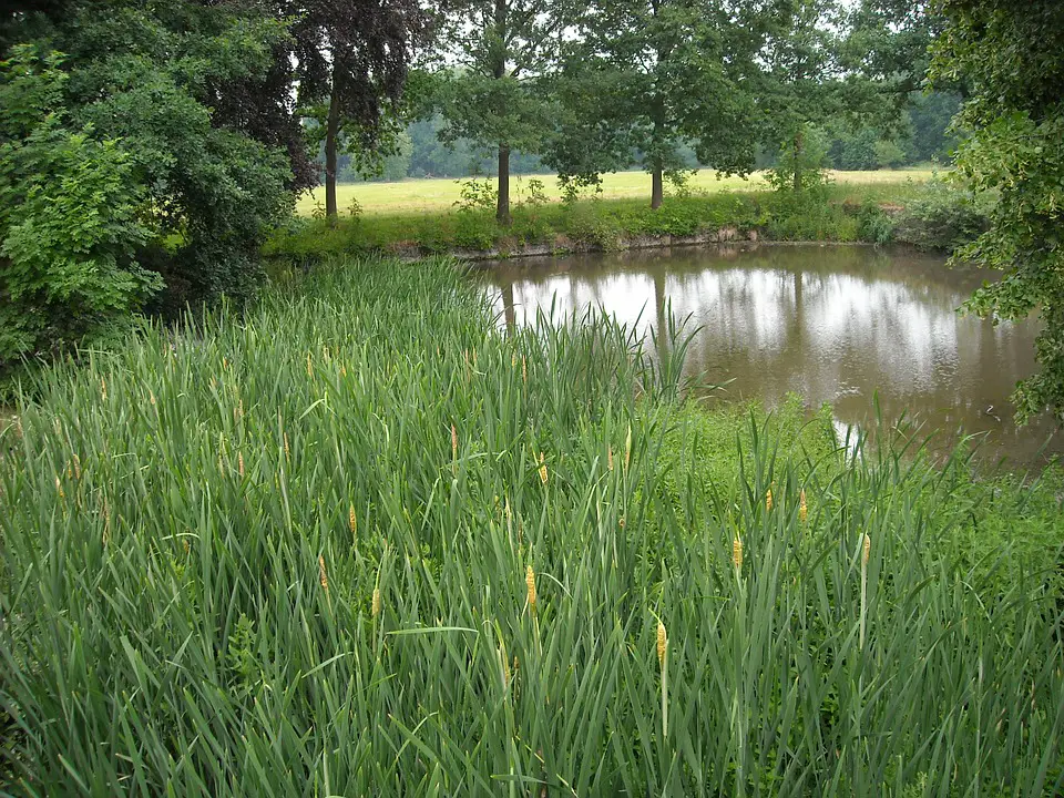 What to Feed Crappie in a Pond