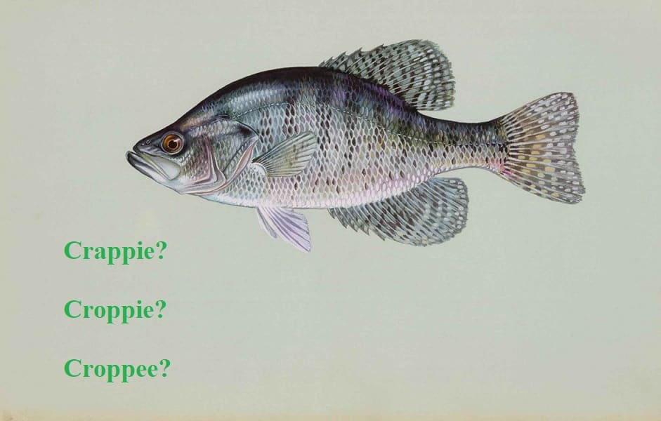 crappie pronunciation