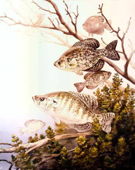 Will Crappie Spawn In Deep Water