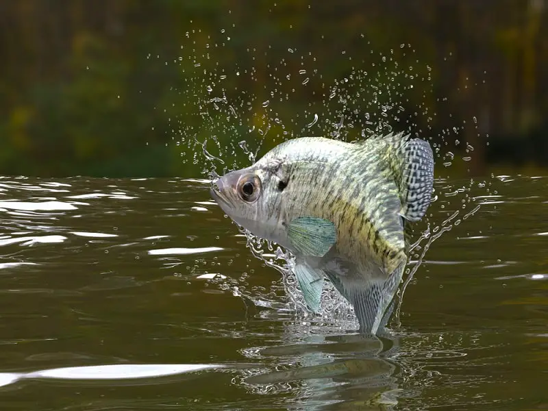 Why Are Crappie Bad For Ponds