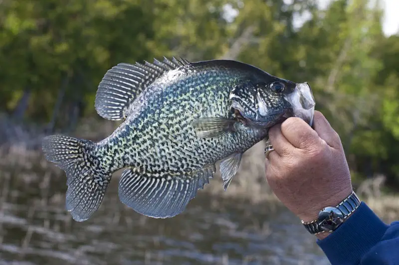 Why Do Crappie Change Color