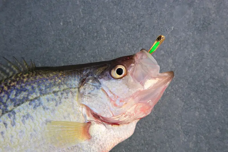 Why Do Crappie Like Different Colors