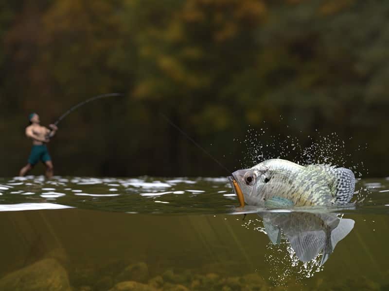 Why Is Crappie Fishing So Popular