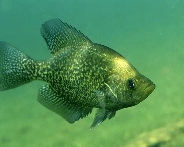 Are Crappie Color Blind