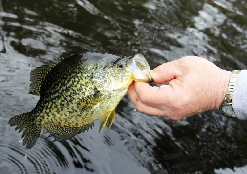 Are Crappies Invasive