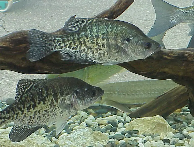 Can Crappie And Bluegill Breed