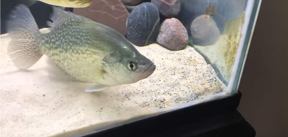 Can Crappie Live in a Fish Tank or be Used in Aquaponics