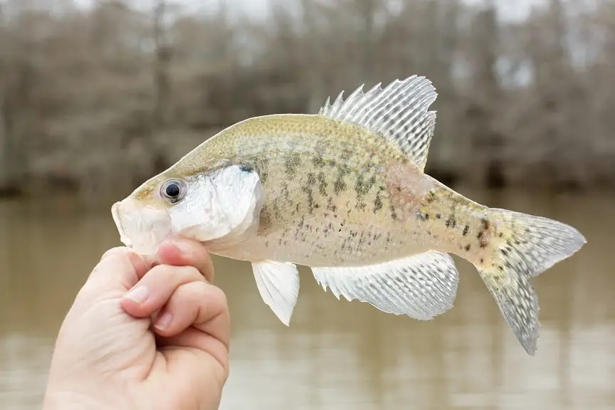 Can Crappie Be Used as Bait and Which Fish Eat Crappie?