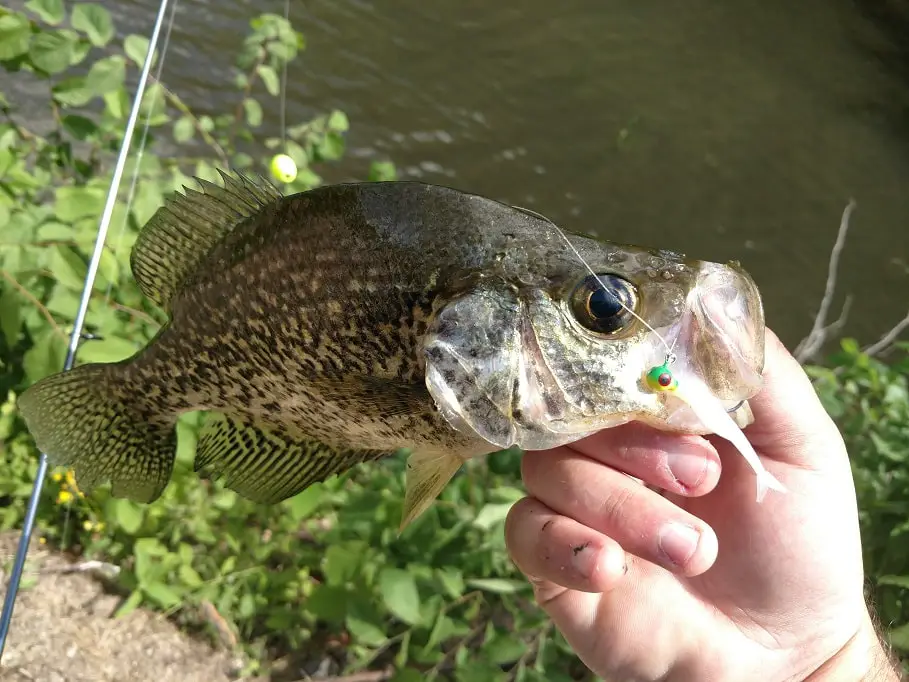 Can Crappie Smell and See Crappie Braid?