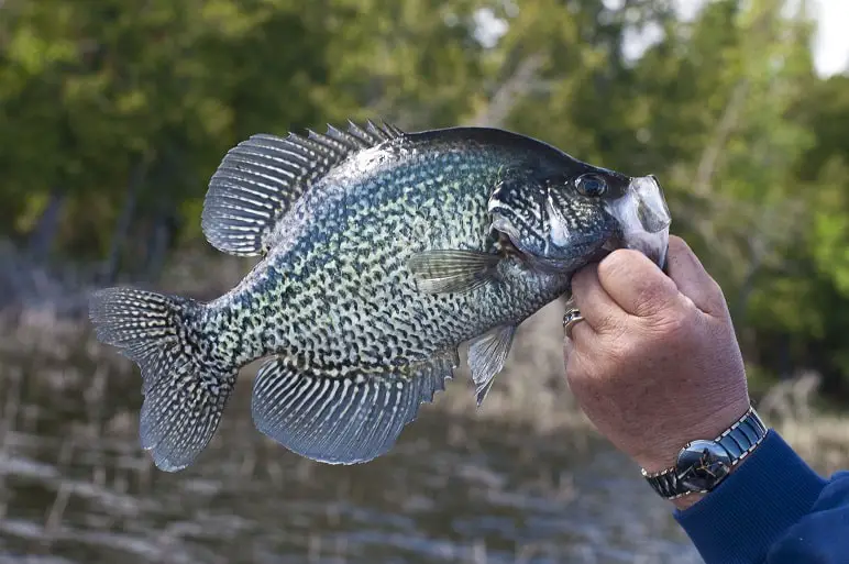 Crappie Vs Speck