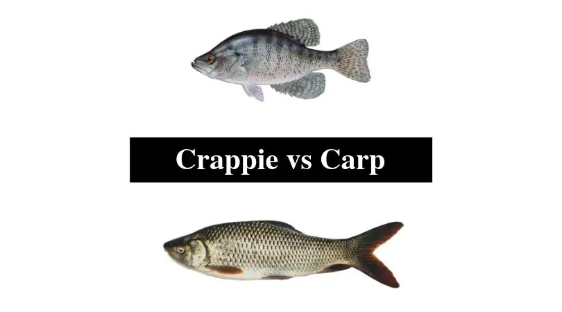 Crappie vs Carp