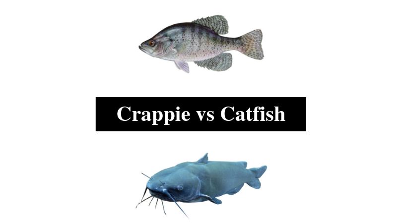 Crappie vs Catfish