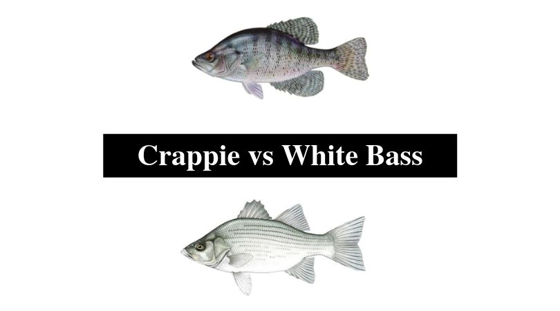 Crappie vs White Bass