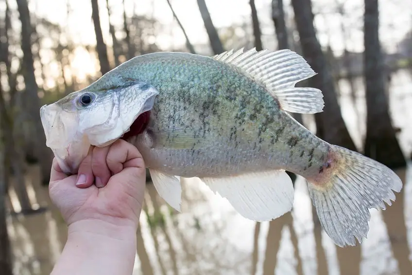 Do Crappies See In The Dark?