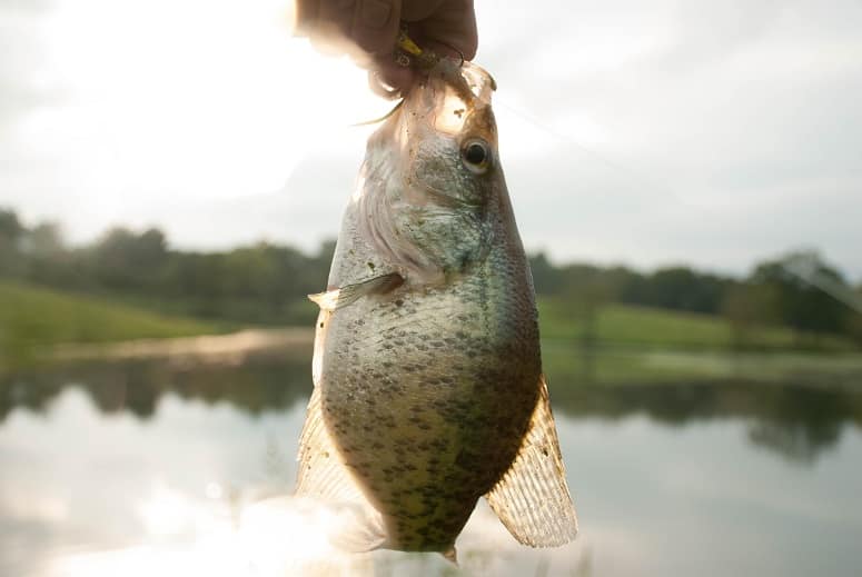 How To Find Crappie With and Without Electronics?