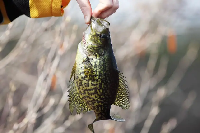 What Type Of Fish Preys On Crappies?