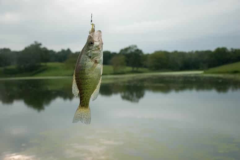 Where do Crappie Live and Like to Hide?