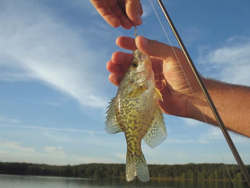 Where do Crappie go in the Winter and Summer?