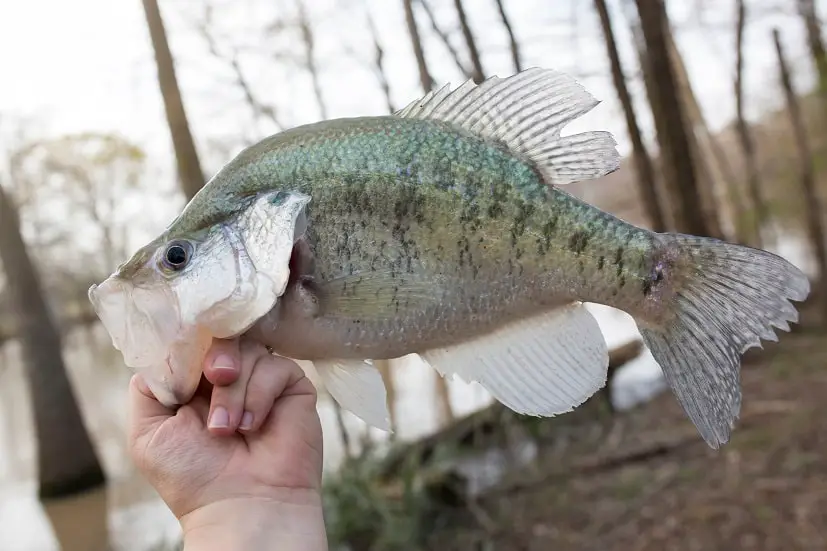 Will Crappie Eats Fish Food and Corn?