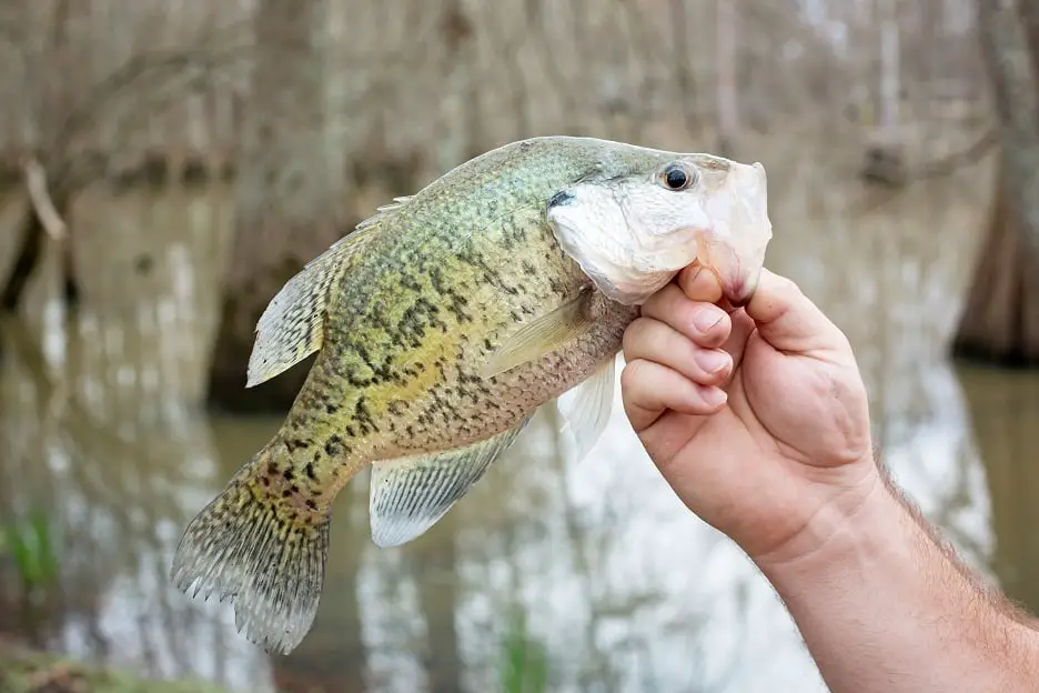 Will Crappie Survive and Reproduce in a Pond?