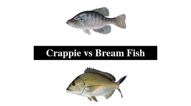 difference between crappie and bluegill