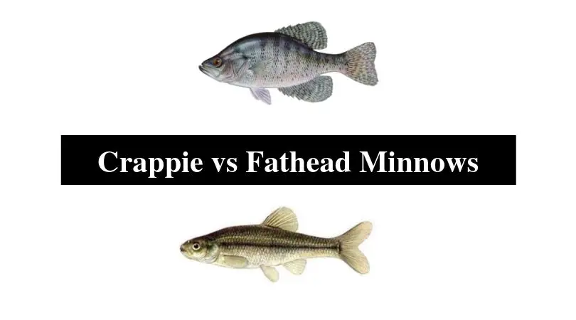 Crappie vs Fathead Minnows