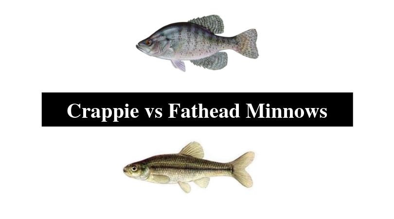 crappie minnows