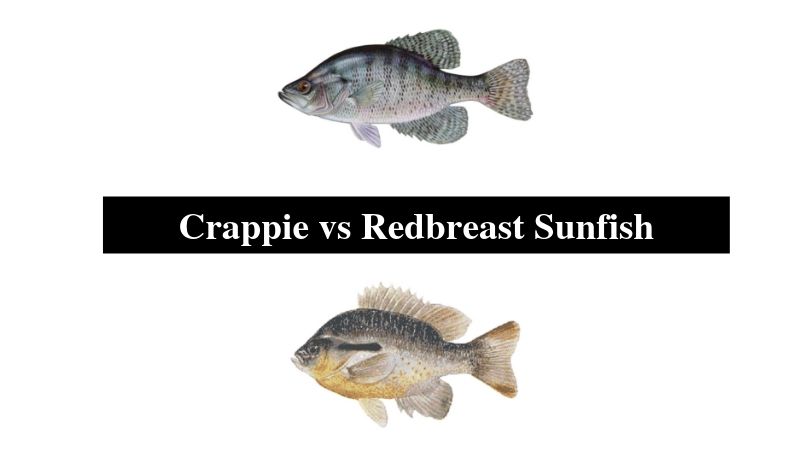 Crappie vs Redbreast Sunfish