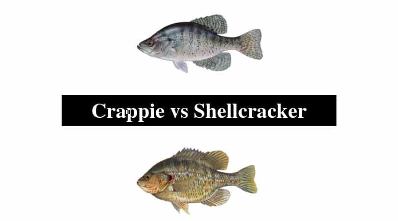 Crappie vs Shellcracker