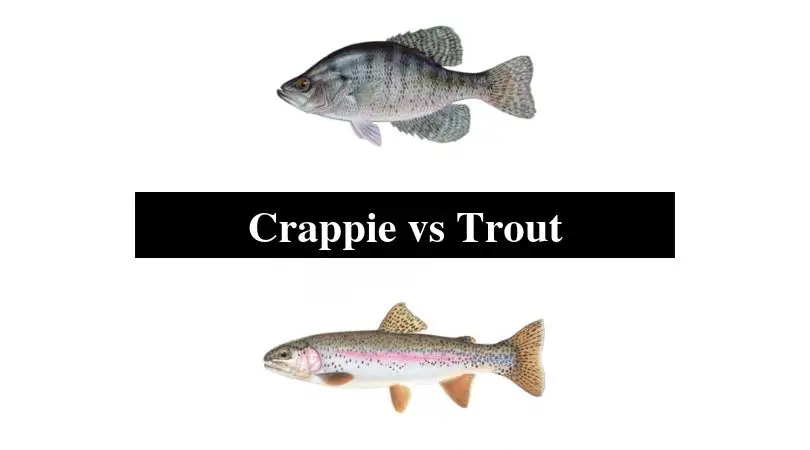 Crappie vs Trout