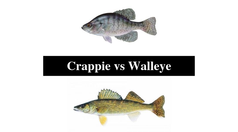 Crappie vs Walleye