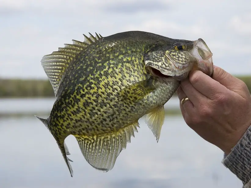 Crappie Kayak Fishing