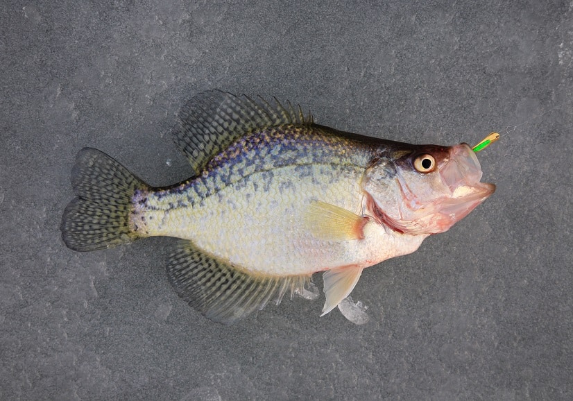 Crappie Nutrition